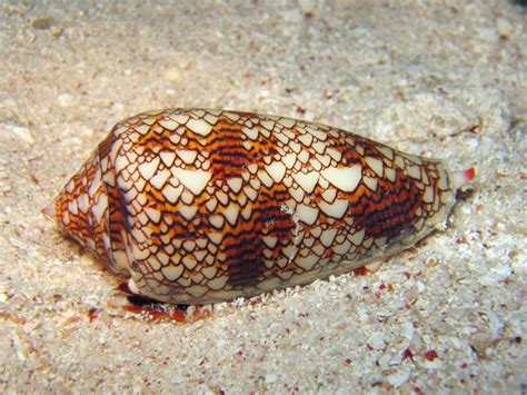  Cone snail! A fascinating creature with a shell as beautiful as its deadly venom