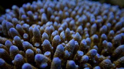  Leptogorgia! Descubra el encanto de la colonia de coral blando con un brillo etéreo