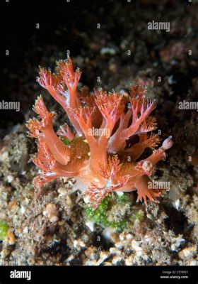  Nudibranquio: ¡Descubre al Maestro del Camuflaje en los Arrecifes de Coral!