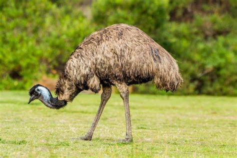  ¡El Emu: Un Gigante de las Pampas Australianas que Camina con Elegancia y Vive en Bandadas!