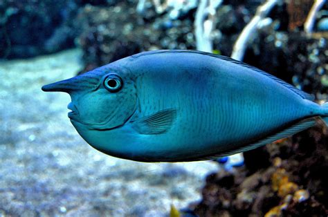  Unicornfish: ¡Descubre el pez tropical con escamas que brillan como estrellas!