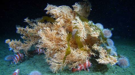  Urocnidia! Descubra un Coral de Crecimiento Extraordinario que Habita en las Profundidades