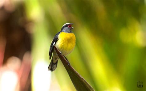  Yunque: ¡El ave que canta con el ritmo de un martillo!