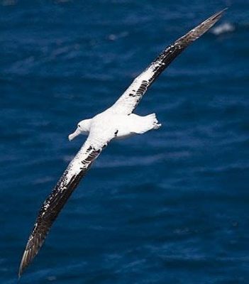  Albatros: ¡Un maestro del vuelo con plumas que desafían las olas!