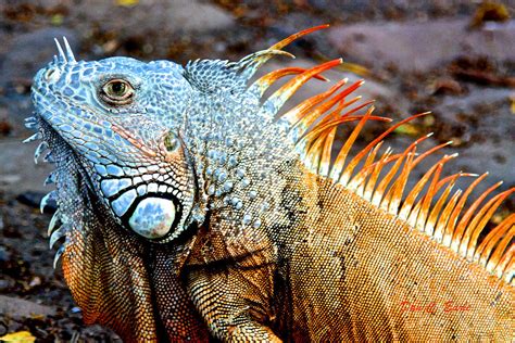  Iguana: ¿Conoces al Rey de la Escalada con una Cresta de Escamas que Deslumbraría a Cualquier Dragón?