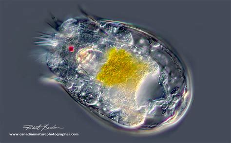  Isotrichia: Un Microrganismo De la Vida Acuática Que te Hará Replantearte el Tamaño!