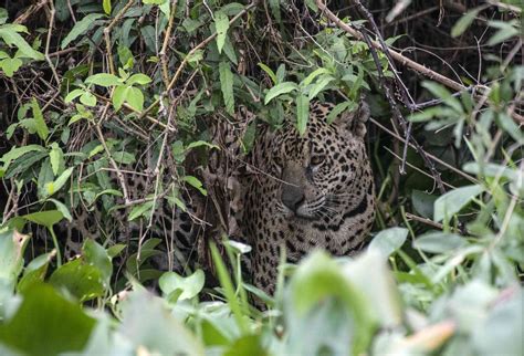 ¡Jaguares! Una combinación explosiva de escamas relucientes y camuflaje implacable en la selva tropical.