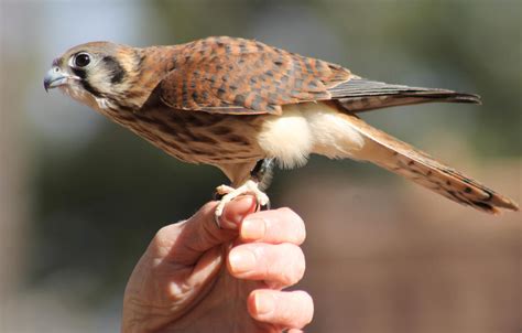  Kestrel ¡Un ave de rapiña diminuta que desafía la gravedad con estilo acrobático!