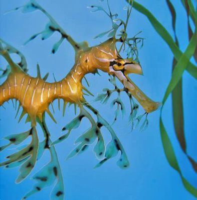  Leafy Seadragon: Un animal que parece sacado de un cuento de hadas, ¿pero realmente existe este majestuoso dragón marino?