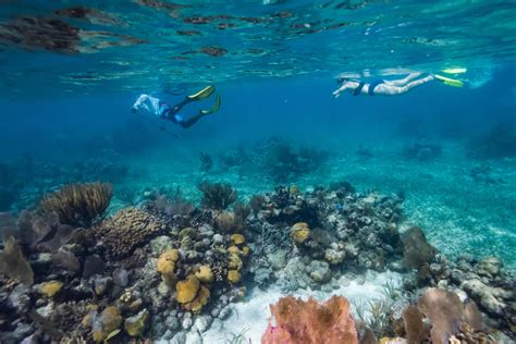  Linofialia: ¡Un residente silencioso de los arrecifes de coral que se asemeja a un árbol exuberante!