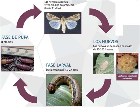  Megalodiscus! Una Curiosa Historia de Vida en un Gusano Plateado