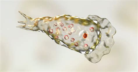  Naegleria fowleri: ¡Un pequeño monstruo invisible que acecha en aguas cálidas!