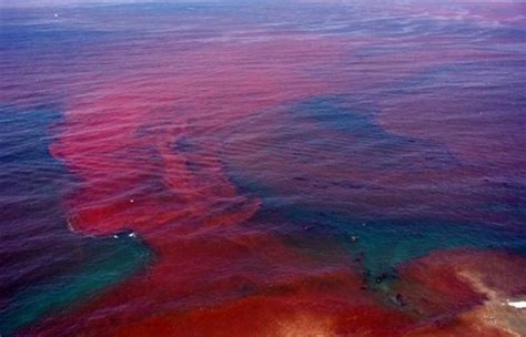  Red Tide Hydra: Are These Tiny Pulsating Blooms Hiding a Deadly Secret?