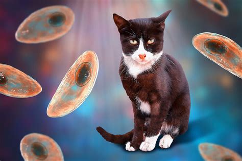 Toxoplasma gondii: Un Parasito Astuto Que Puede Controlar Mentes Y Causar Locura En Gatos!