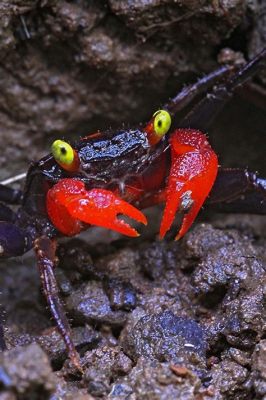  Vampire Crab: A Tiny Terror Lurking Beneath the Waves!