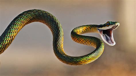  Víbora ¡Un ave que se desliza entre las ramas con la gracia de una serpiente!