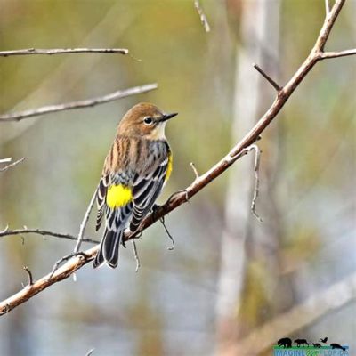  Yellow-rumped Warbler: Descubriendo las maravillas de un ave migratoria con plumaje vibrante