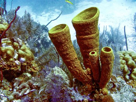  Yellow Tube Sponge: Una Maravilla Subacuática de Poros y Filtros Vivientes