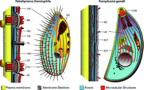  Yoshikawaella! Un Cilioforo Microscópico con un Sistema Digestivo Extraordinariamente Complejo